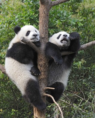 Panda Cub, 2 Giant-050715-Chengdu Research Base of Giant Panda Breeding, China-#0356.jpg