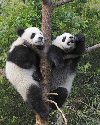 Panda Cub, 2 Giant-050715-Chengdu Research Base of Giant Panda Breeding, China-#0357.jpg