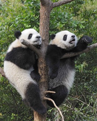 Panda Cub, 2 Giant-050715-Chengdu Research Base of Giant Panda Breeding, China-#0359.jpg