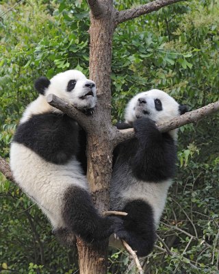 Panda Cub, 2 Giant-050715-Chengdu Research Base of Giant Panda Breeding, China-#0367.jpg