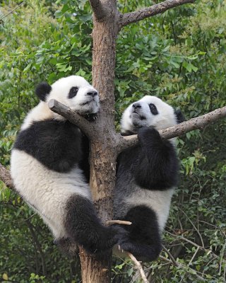Panda Cub, 2 Giant-050715-Chengdu Research Base of Giant Panda Breeding, China-#0368.jpg