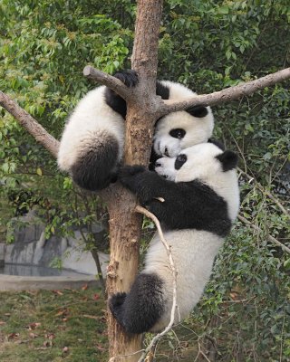 Panda Cub, 2 Giant-050715-Chengdu Research Base of Giant Panda Breeding, China-#0741.jpg