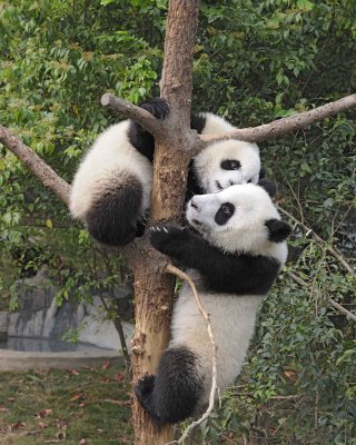 Panda Cub, 2 Giant-050715-Chengdu Research Base of Giant Panda Breeding, China-#0743.jpg