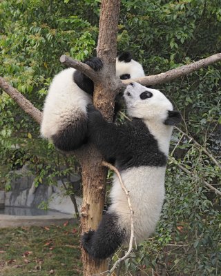 Panda Cub, 2 Giant-050715-Chengdu Research Base of Giant Panda Breeding, China-#0748.jpg