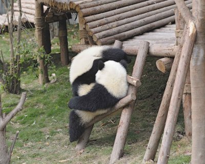 Panda Cub, 2 Giant-050715-Chengdu Research Base of Giant Panda Breeding, China-#1475.jpg