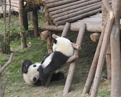 Panda Cub, 2 Giant-050715-Chengdu Research Base of Giant Panda Breeding, China-#1480.jpg