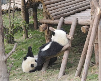Panda Cub, 2 Giant-050715-Chengdu Research Base of Giant Panda Breeding, China-#1481.jpg