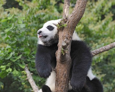 Panda Cub, Giant-050715-Chengdu Research Base of Giant Panda Breeding, China-#0120.jpg