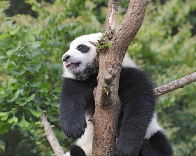 Panda Cub, Giant-050715-Chengdu Research Base of Giant Panda Breeding, China-#0121.jpg