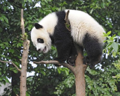 Panda Cub, Giant-050715-Chengdu Research Base of Giant Panda Breeding, China-#0166.jpg