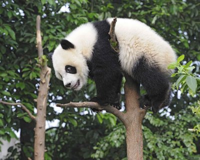 Panda Cub, Giant-050715-Chengdu Research Base of Giant Panda Breeding, China-#0167.jpg
