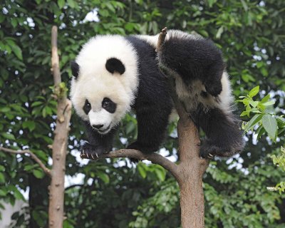 Panda Cub, Giant-050715-Chengdu Research Base of Giant Panda Breeding, China-#0177.jpg