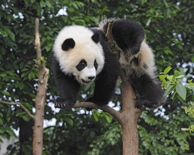 Panda Cub, Giant-050715-Chengdu Research Base of Giant Panda Breeding, China-#0182.jpg