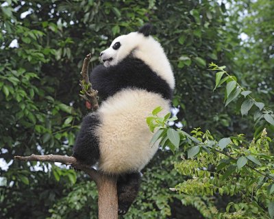 Panda Cub, Giant-050715-Chengdu Research Base of Giant Panda Breeding, China-#0189.jpg