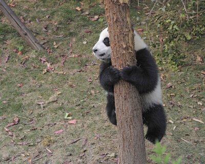 Panda Cub, Giant-050715-Chengdu Research Base of Giant Panda Breeding, China-#0372.jpg