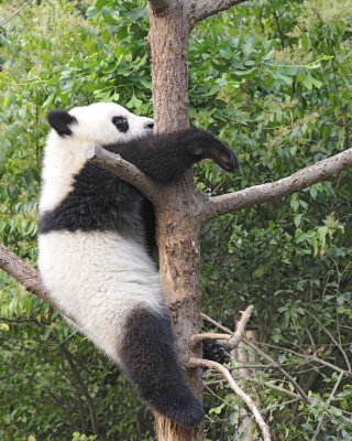 Panda Cub, Giant-050715-Chengdu Research Base of Giant Panda Breeding, China-#0377.jpg