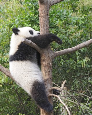 Panda Cub, Giant-050715-Chengdu Research Base of Giant Panda Breeding, China-#0378.jpg