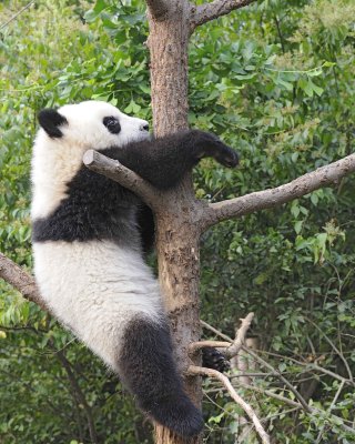 Panda Cub, Giant-050715-Chengdu Research Base of Giant Panda Breeding, China-#0383.jpg