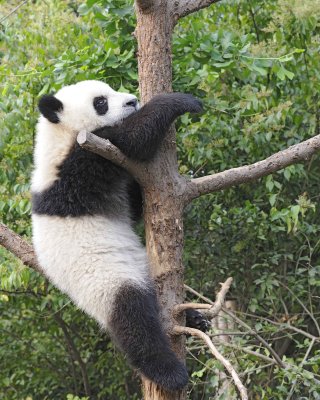 Panda Cub, Giant-050715-Chengdu Research Base of Giant Panda Breeding, China-#0390.jpg