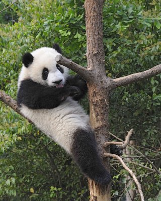 Panda Cub, Giant-050715-Chengdu Research Base of Giant Panda Breeding, China-#0393.jpg