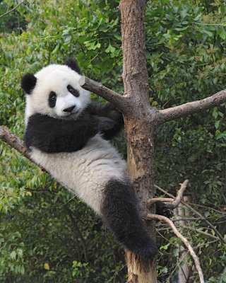 Panda Cub, Giant-050715-Chengdu Research Base of Giant Panda Breeding, China-#0396.jpg