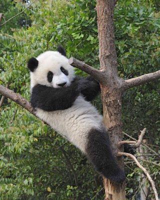 Panda Cub, Giant-050715-Chengdu Research Base of Giant Panda Breeding, China-#0398.jpg