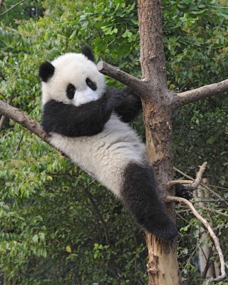 Panda Cub, Giant-050715-Chengdu Research Base of Giant Panda Breeding, China-#0400.jpg