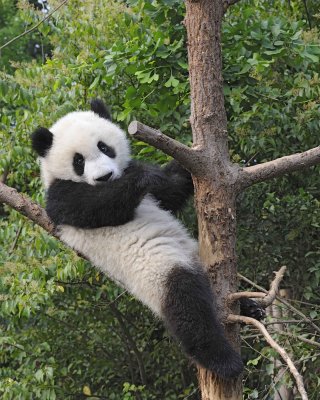 Panda Cub, Giant-050715-Chengdu Research Base of Giant Panda Breeding, China-#0413.jpg