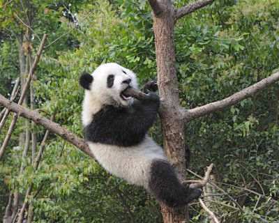 Panda Cub, Giant-050715-Chengdu Research Base of Giant Panda Breeding, China-#0430.jpg