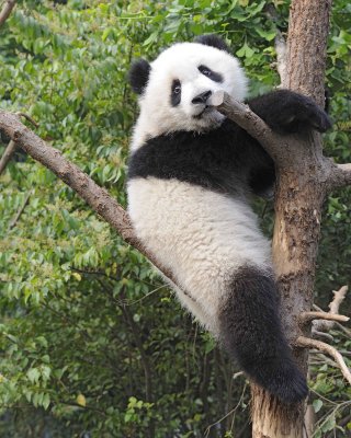 Panda Cub, Giant-050715-Chengdu Research Base of Giant Panda Breeding, China-#0479.jpg