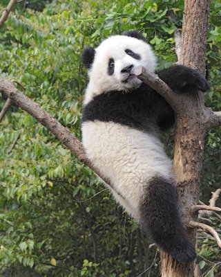 Panda Cub, Giant-050715-Chengdu Research Base of Giant Panda Breeding, China-#0480.jpg