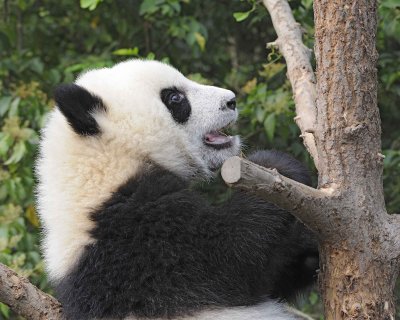 Panda Cub, Giant-050715-Chengdu Research Base of Giant Panda Breeding, China-#0515.jpg