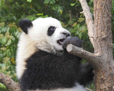 Panda Cub, Giant-050715-Chengdu Research Base of Giant Panda Breeding, China-#0527.jpg