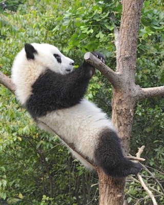 Panda Cub, Giant-050715-Chengdu Research Base of Giant Panda Breeding, China-#0538.jpg