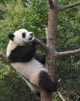 Panda Cub, Giant-050715-Chengdu Research Base of Giant Panda Breeding, China-#0590.jpg