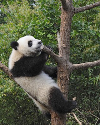 Panda Cub, Giant-050715-Chengdu Research Base of Giant Panda Breeding, China-#0591.jpg