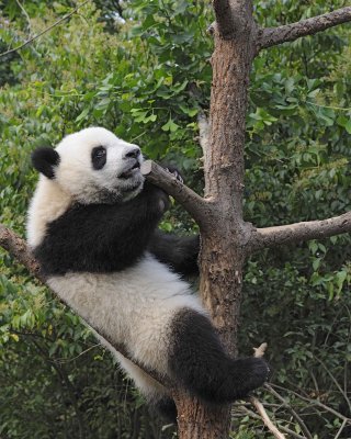 Panda Cub, Giant-050715-Chengdu Research Base of Giant Panda Breeding, China-#0592.jpg