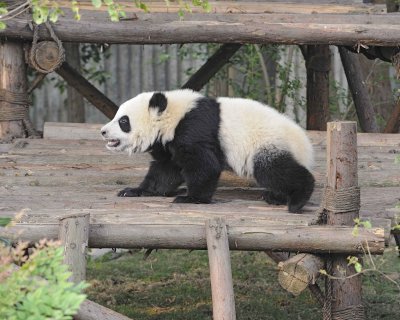 Panda Cub, Giant-050715-Chengdu Research Base of Giant Panda Breeding, China-#0619.jpg