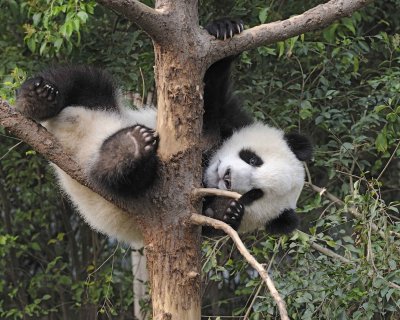 Panda Cub, Giant-050715-Chengdu Research Base of Giant Panda Breeding, China-#0634.jpg