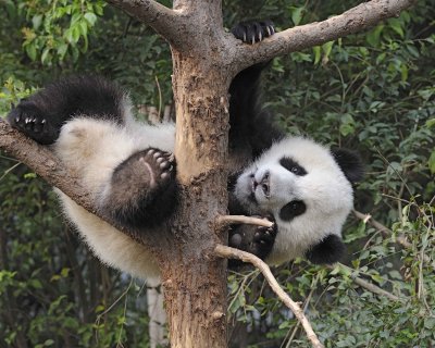 Panda Cub, Giant-050715-Chengdu Research Base of Giant Panda Breeding, China-#0637.jpg