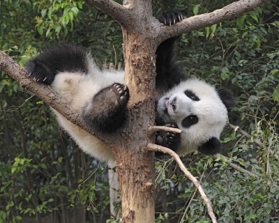 Panda Cub, Giant-050715-Chengdu Research Base of Giant Panda Breeding, China-#0639.jpg