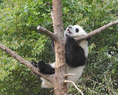 Panda Cub, Giant-050715-Chengdu Research Base of Giant Panda Breeding, China-#0642.jpg