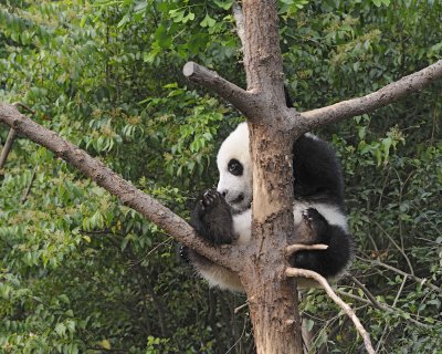 Panda Cub, Giant-050715-Chengdu Research Base of Giant Panda Breeding, China-#0654.jpg