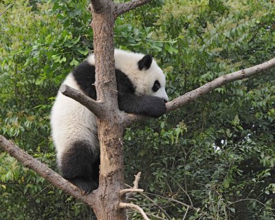 Panda Cub, Giant-050715-Chengdu Research Base of Giant Panda Breeding, China-#0669.jpg