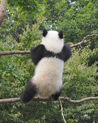 Panda Cub, Giant-050715-Chengdu Research Base of Giant Panda Breeding, China-#0773.jpg