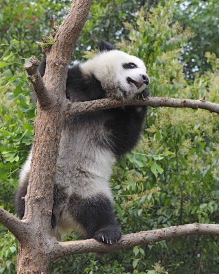 Panda Cub, Giant-050715-Chengdu Research Base of Giant Panda Breeding, China-#1191.jpg