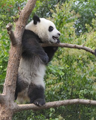 Panda Cub, Giant-050715-Chengdu Research Base of Giant Panda Breeding, China-#1201.jpg