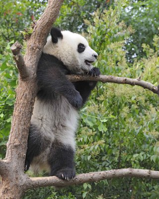 Panda Cub, Giant-050715-Chengdu Research Base of Giant Panda Breeding, China-#1202.jpg
