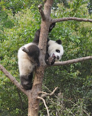 Panda Cub, Giant-050715-Chengdu Research Base of Giant Panda Breeding, China-#1245.jpg