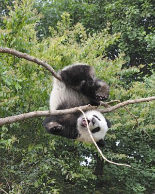 Panda Cub, Giant-050715-Chengdu Research Base of Giant Panda Breeding, China-#1268.jpg